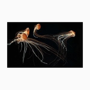 Japanese Sea Nettles I, British Art, Animal Photograph