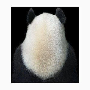 Ji Li Lucky, fotografía británica, pandas