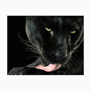 Lamer Bhajan, fotografía británica, animales