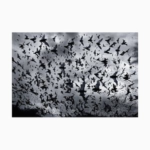 Bat Bomb, British Art, Photograph, Bats