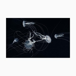 East Coast Sea Nettles, British Photograph, Animals