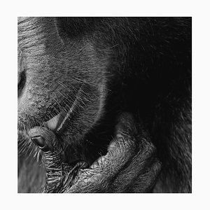 Monkey Licking, British Art, Animal Photograph