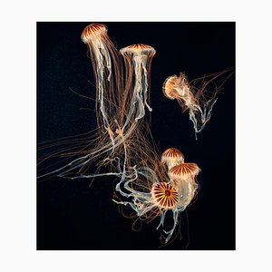 Japanese Sea Nettles II, British Art, Underwater