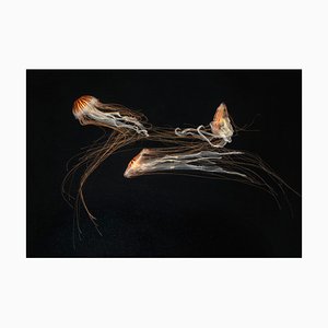 Japanese Sea Nettles III, British Art, Photograph