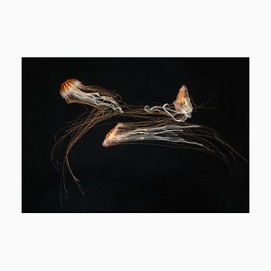 Japanese Sea Nettles III, British Art, Photographie
