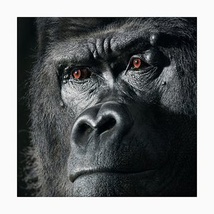 Djala, arte británico, fotografía de animal, gorila