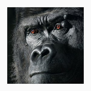 Djala, British Art, Animal Photograph, Gorilla