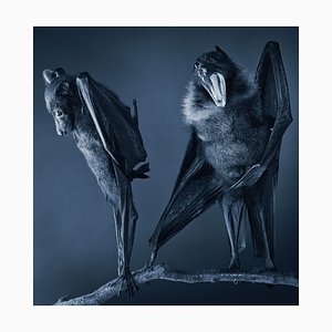 Fang Bats, British Art, Animal Photograph, Air