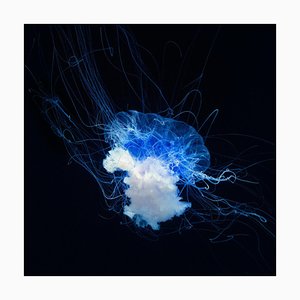 Blue Star, British Art, Animal Photograph, Ocean Imagery