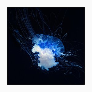 Blue Star, British Art, Animal Photography, Ocean Imagery