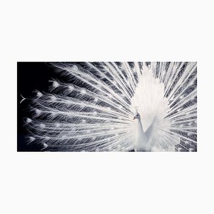 Corteggiamento, British Art, Animal Photography, Peacock