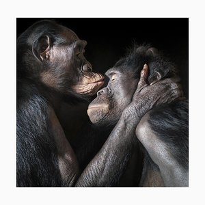 Kissing, British Art, Animal Photograph, Monkey