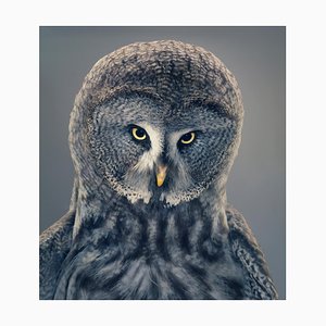 Grace, British Art, Animal Photograph, Owl