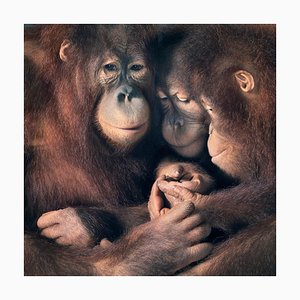 Groupe Familial, Art Britannique, Photographie d'Animaux, Singe