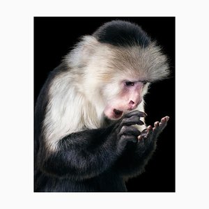 Rupee, British Art, Animal Photograph, Monkey