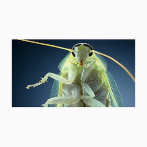 Banana Cockroach, British Art, Animal Photograph, Fruit