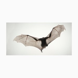 Da Vinci Bat, British Art, Animal Photograph, Winged Creatures