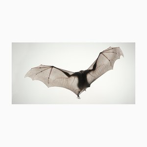 Murciélago Da Vinci, British Art, Animal Photograph, Winged Creatures