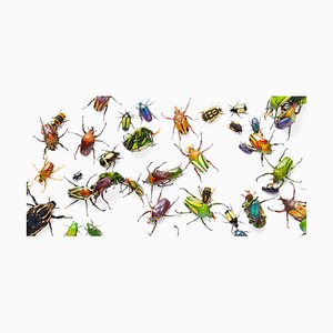 Escarabajos de flores, arte británico, fotografía de animal, insectos