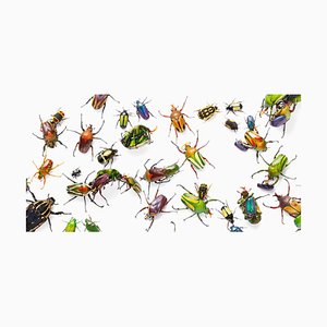 Flower Beetles, British Art, Animal Photograph, Insects