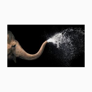 Elephant Spray, British Art, Animal Photograph, Wild