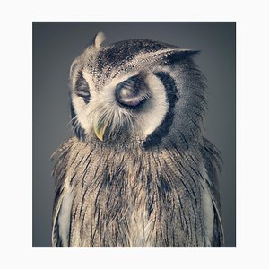 Night Owl, British Art, Animal Photograph, Owl