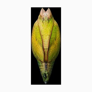 Gold Rim Swallowfall, British Art, Animal Photograph, Butterflies