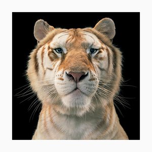 Golden Tabby Tiger, British Art, Animal Photograph, Cats