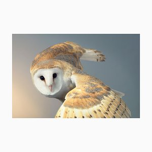 Barney, British Art, Animal Photograph, Owl