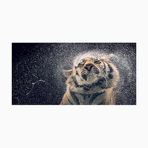 Kanja Shaking, British Art, Animal Photograph, Wildlife