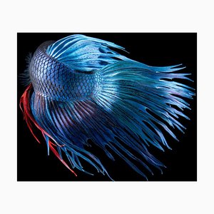 Fighting Fish, British Art, Animal Photograph, Underwater