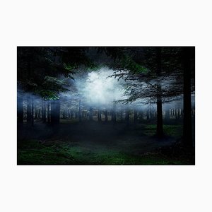 Entre les arbres 4, Ellie Davies, Forêts, 2014