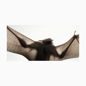 Simiform 6, British Art, Animal Photography, Silhouette