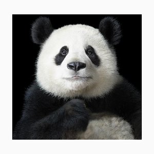 Ya Yun Élégant, Art britannique, Photographie d'animaux, Pandas