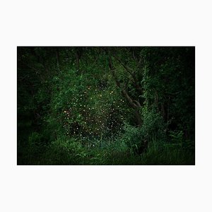 Estrellas 2, Ellie Davies, Forest Imagery, Fotografía
