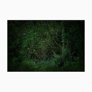 Stars 2, Ellie Davies, Imagerie de la Forêt, Photographie