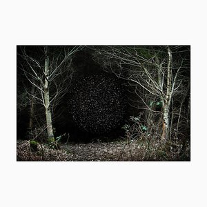 Estrellas 12, Ellie Davies, Fotografía, 2014