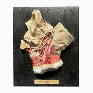 Tapis Modèle Anatomie Learning