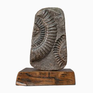Ornement Géométrique Fossil Décoratif Vintage en Ammonite avec Socle en Chêne