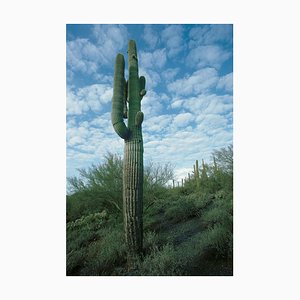 Riesiger Saguaro-Kaktus, Arizona, 1994