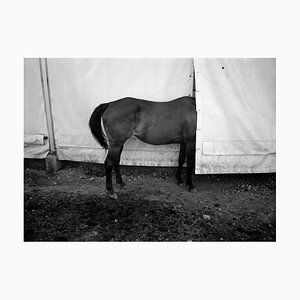 Impresión de caballo en blanco y negro de Gosha Pavlenko, siglo XXI
