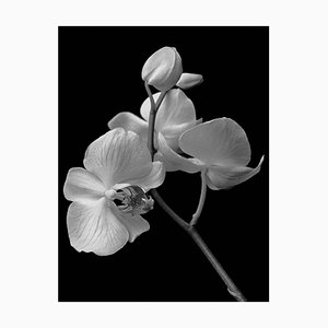 Ian Sanderson, Orchid Archival Pigment Print, 1991, Photographie Oversize en Noir et Blanc