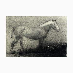 Pawel Zablocki, Mottled Belgian, 2010