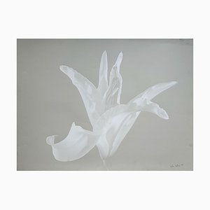 Czeslaw Czaplinski Lily, 1995
