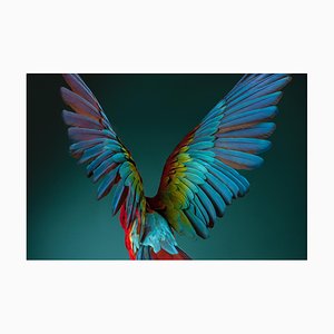 Macaw #3, Signed Limited Edition Fine Art Print, 2013