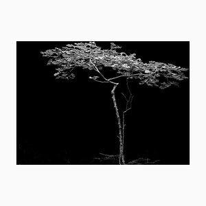 Ian Sanderson, Tree, Black and White Photograph, 2006