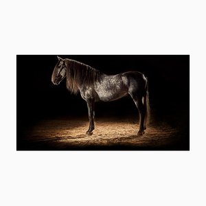 Peter Ridge, Horse 1, Tirage pigmentaire d'archives, 2019
