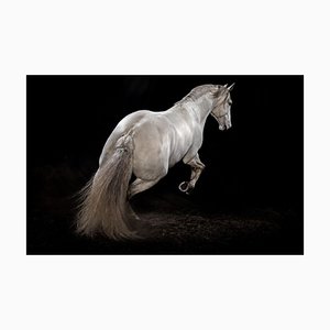 Tim Platt, Ehpico Datela Purebred Lusitano Stallion #3, 2018, Pigment Print