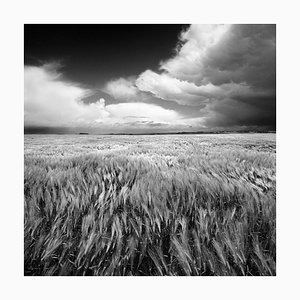 Sam Thomas, Windy, Black and White Photograph Print, 2006