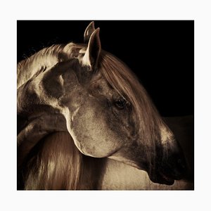 Peter John Ridge, Horse 7, Archival Pigment Print, 2021